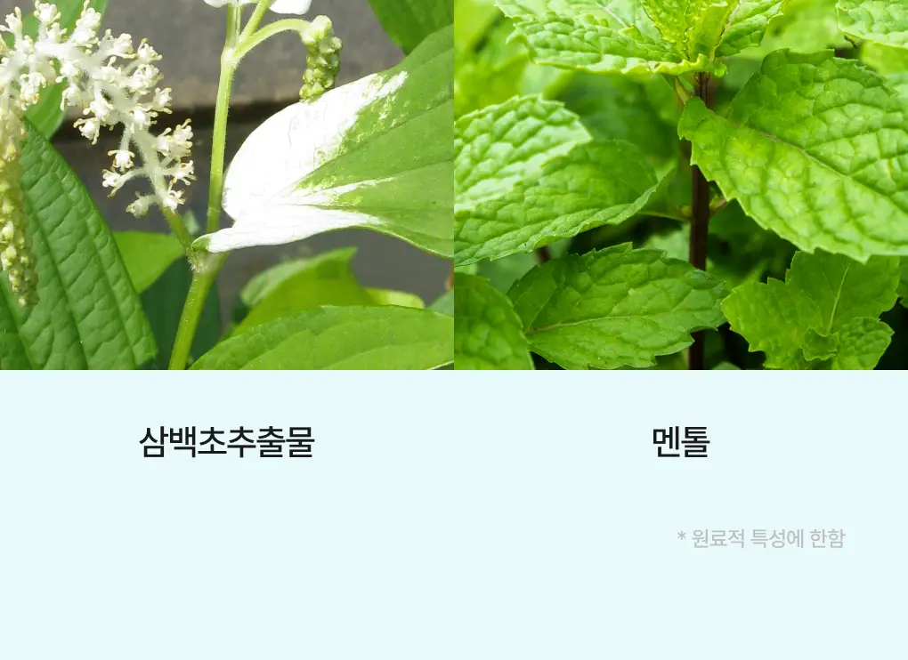 [성분천재/떡짐샴푸] 청미정 박하 쿨 샴푸 500ml (단품/기획) 상세페이지 15